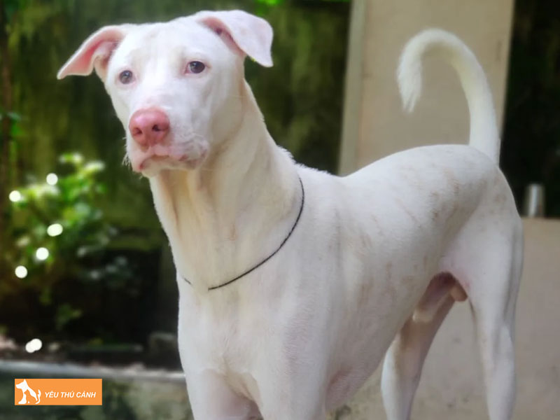 Dac-diem-cho-rajapalayam-thucanh