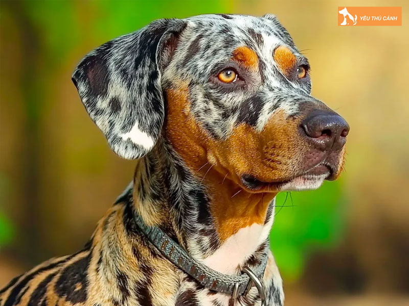 Dac-diem-cua-catahoula-leopard-dog-thucanh