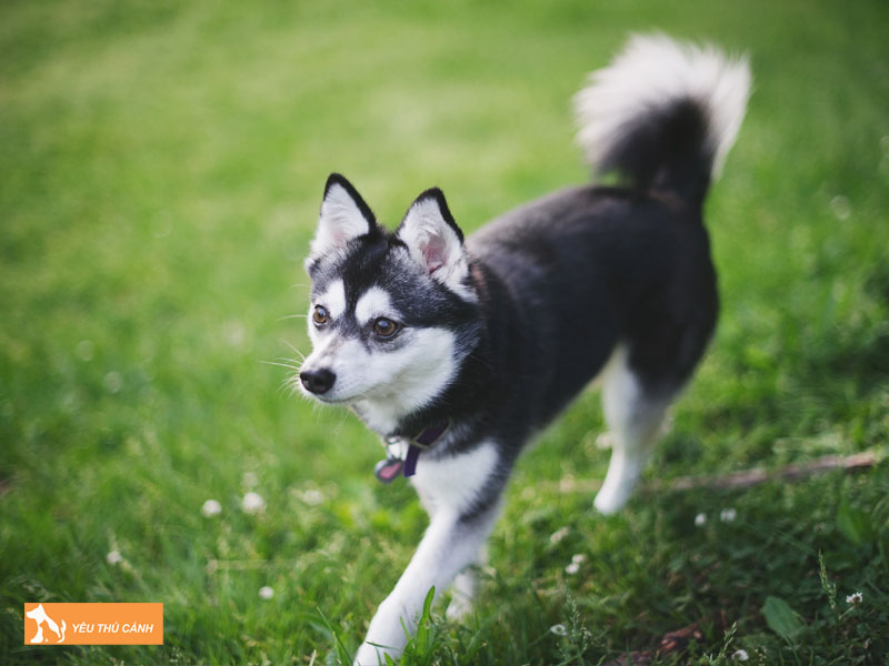 Dac-diem-cua-cho-alaskan-klee-kai-thucanh