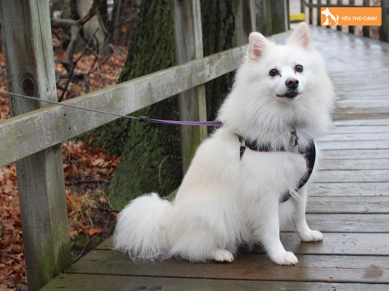 Dac-diem-cua-cho-american-eskimo-dog-thucanh