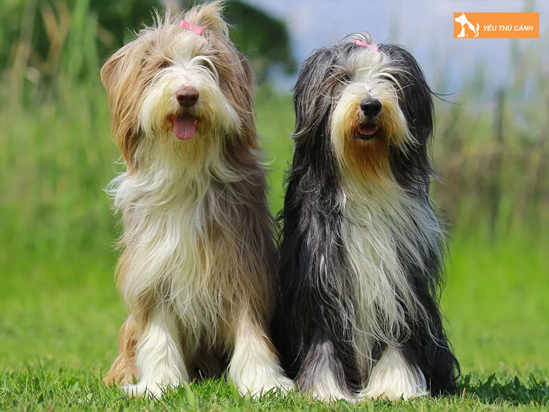 Dac-diem-cua-cho-bearded-collie-thucanh