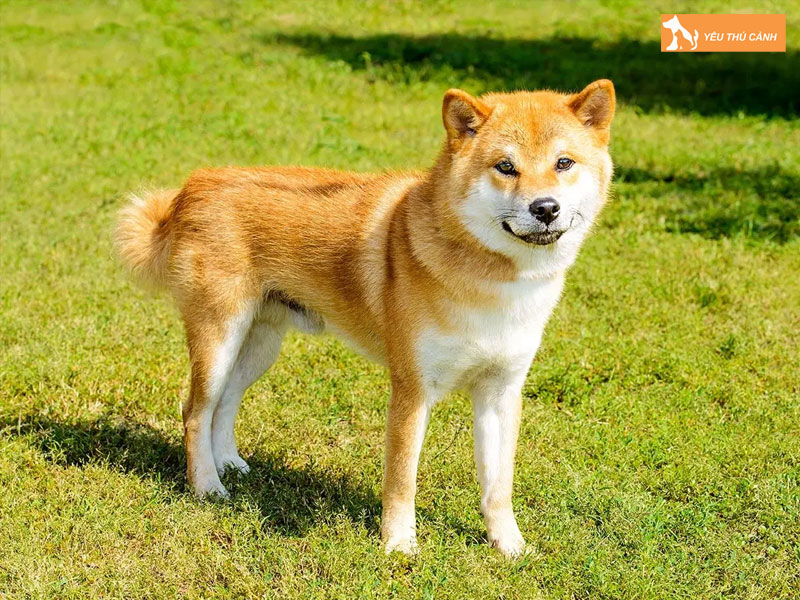 Dac-diem-cua-cho-hokkaido-inu-thucanh