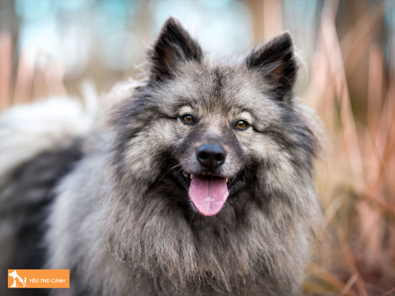 Dac-diem-cua-cho-keeshond-thucanh