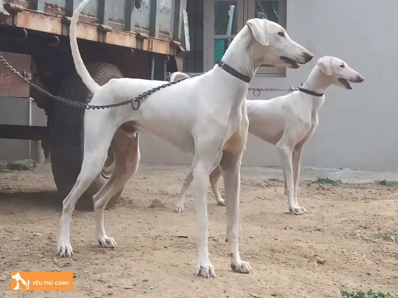 Dac-diem-cua-cho-mudhol-hound-thucanh
