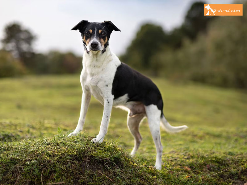 Dac-diem-cua-cho-rat-terrier-thucanh