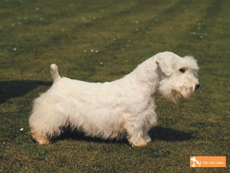 Dac-diem-cua-cho-sealyham-terrier-thucanh