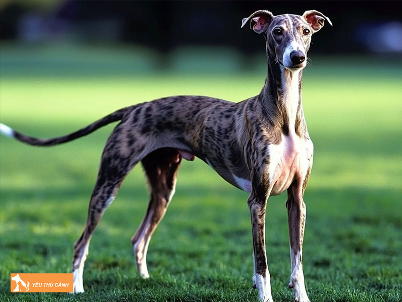 Dac-diem-cua-cho-whippet-thucanh