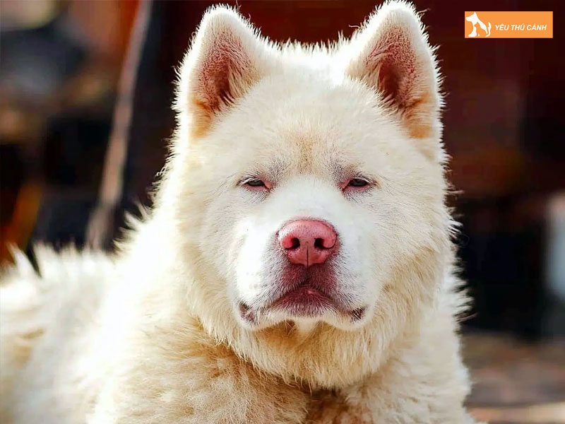Dac-diem-cua-cho-xiasi-dog-thucanh