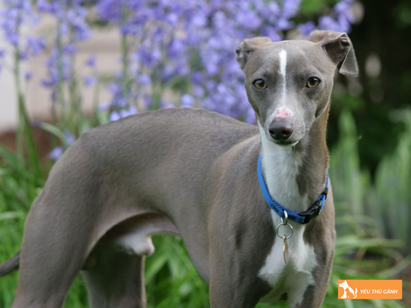 Dac-diem-cua-giong-cho-italian-greyhound-thucanh