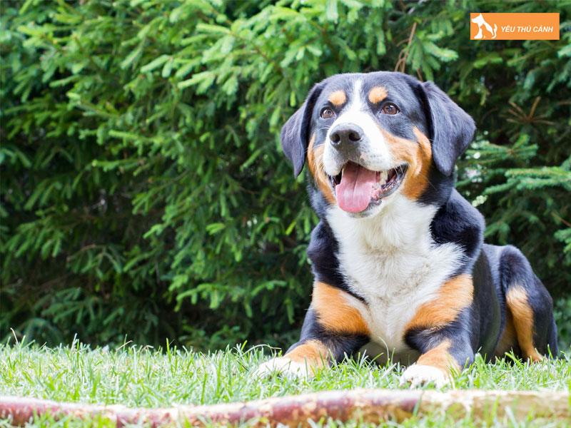 Dac-diem-ngoai-hinh-cua-appenzeller-sennenhund-thucanh