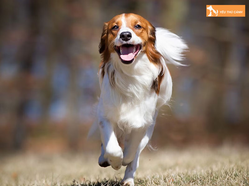 Dac-diem-ngoai-hinh-va-tinh-cach-cho-kooikerhondje-thucanh