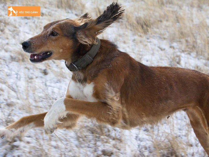 Doi-net-ve-cho-tazy-thucanh