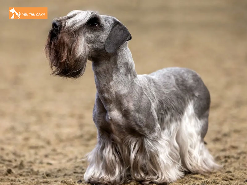 Gioi-thieu-chung-ve-cho-cesky-terrier-thucanh