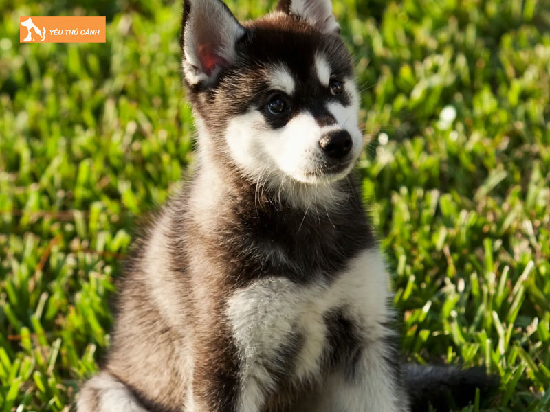 Gioi-thieu-ve-giong-cho-alaskan-klee-kai-thucanh