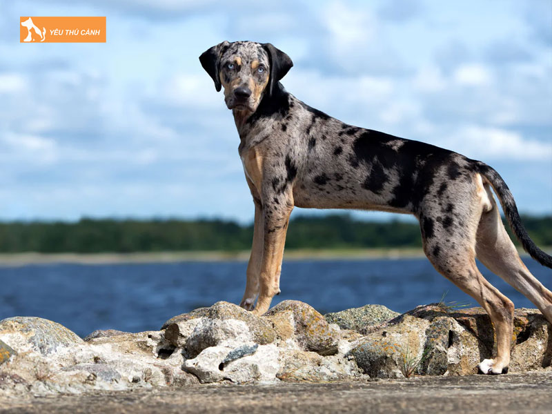 Gioi-thieu-ve-giong-cho-catahoula-leopard-dog-thucanh