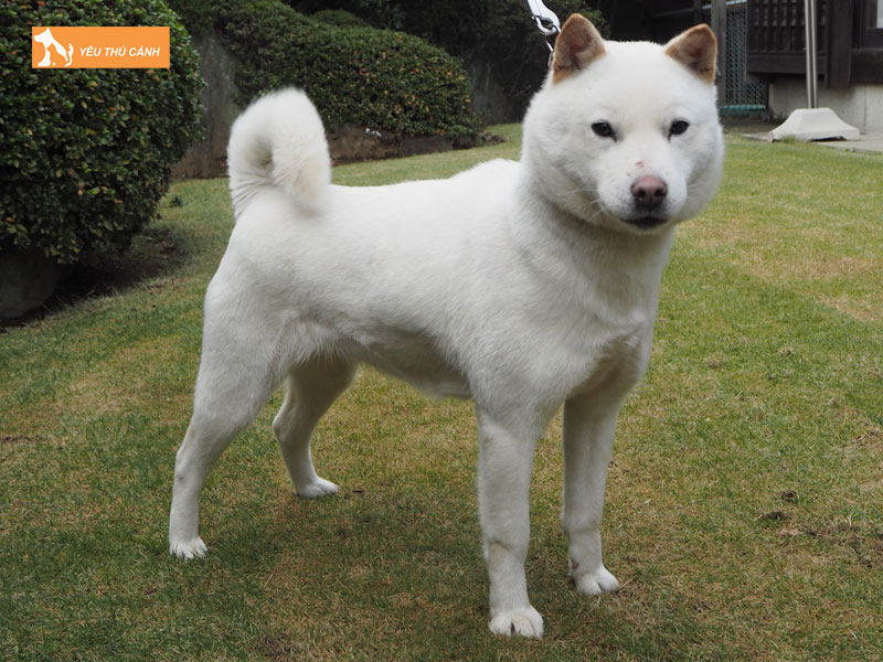 Gioi-thieu-ve-giong-cho-hokkaido-inu-thucanh