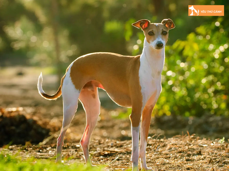 Gioi-thieu-ve-giong-cho-italian-greyhound-thucanh