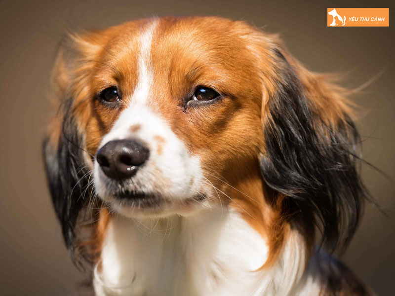 Gioi-thieu-ve-giong-cho-kooikerhondje-thucanh