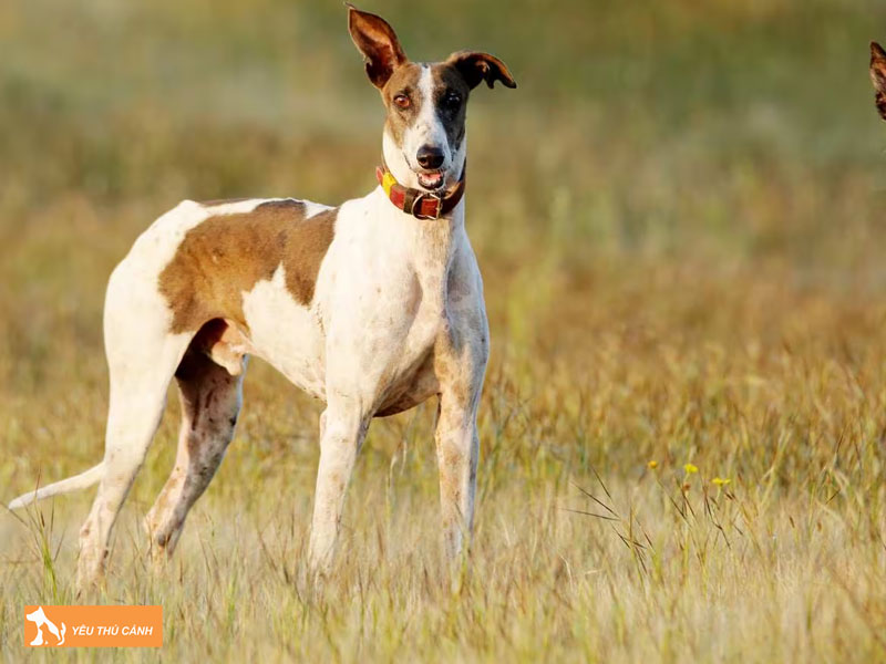Gioi-thieu-ve-giong-cho-mudhol-hound-thucanh