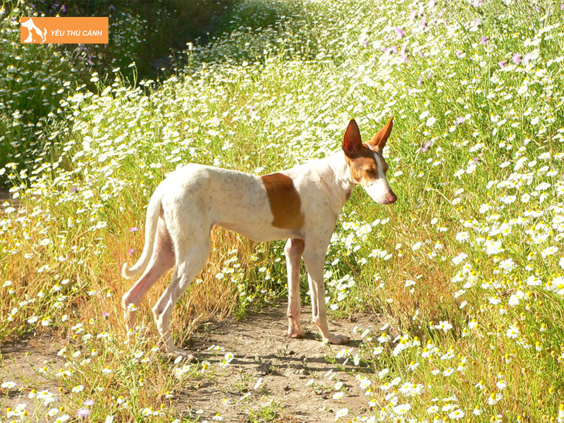 Gioi-thieu-ve-giong-cho-podenco-canario-thucanh