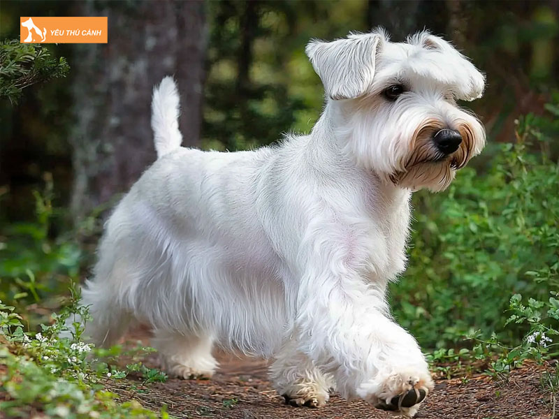 Gioi-thieu-ve-giong-cho-sealyham-terrier-thucanh