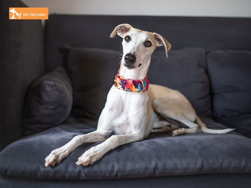 Gioi-thieu-ve-giong-cho-whippet-thucanh