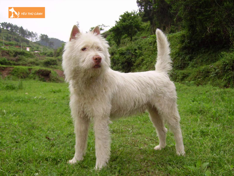 Gioi-thieu-ve-giong-cho-xiasi-dog-thucanh