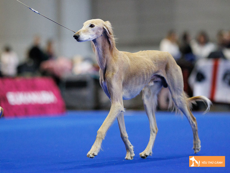 Huong-dan-cach-nuoi-cho-tazy-1-thucanh