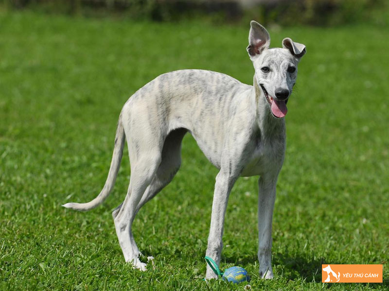 Huong-dan-cach-nuoi-cho-whippet-1-thucanh
