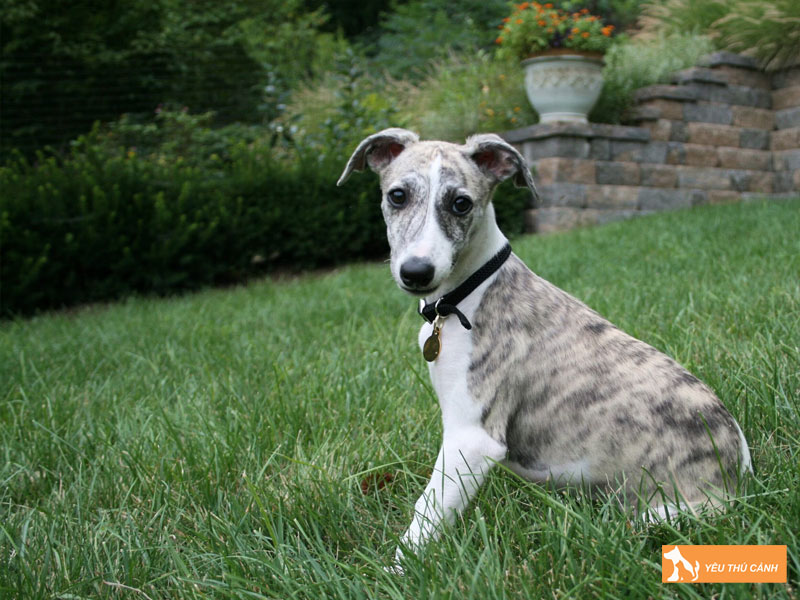 Huong-dan-cach-nuoi-cho-whippet-2-thucanh
