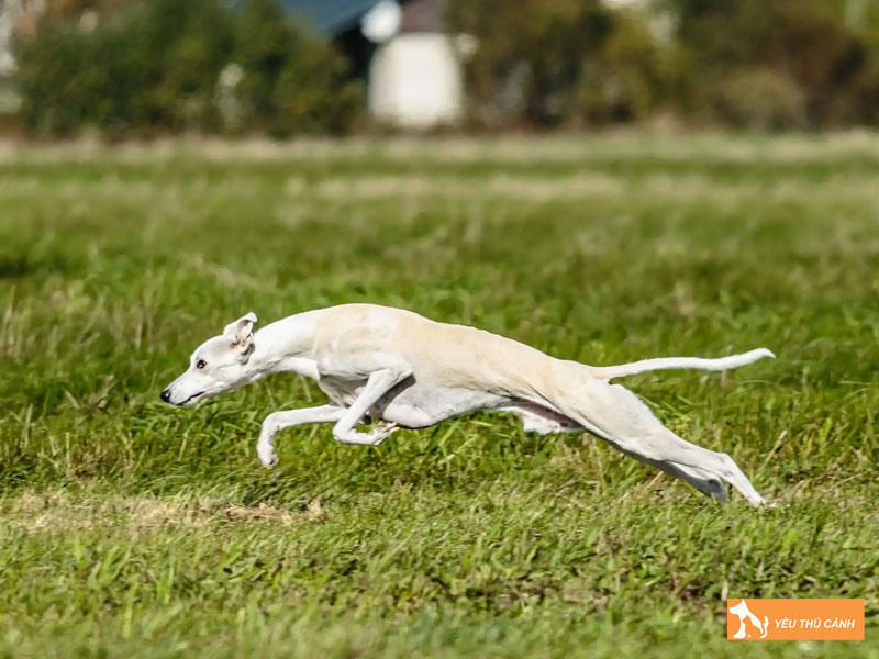 Huong-dan-cach-nuoi-cho-whippet-thucanh