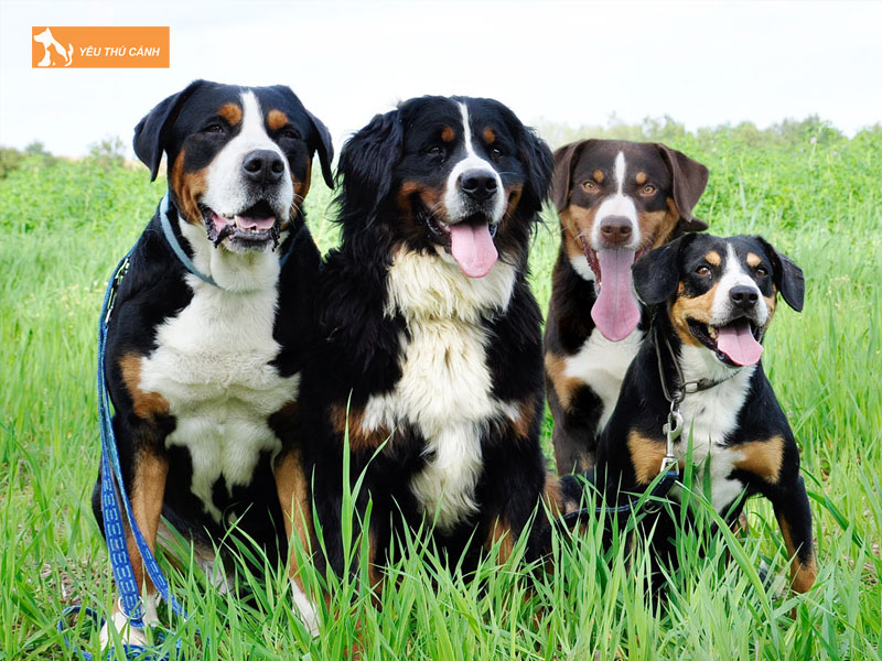 Nguon-goc-cua-cho-appenzeller-sennenhund-thucanh