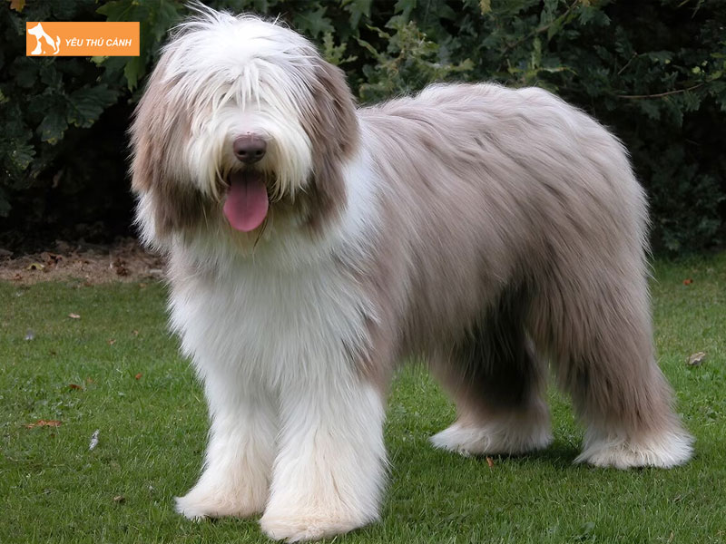 Nguon-goc-cua-cho-bearded-collie-thucanh
