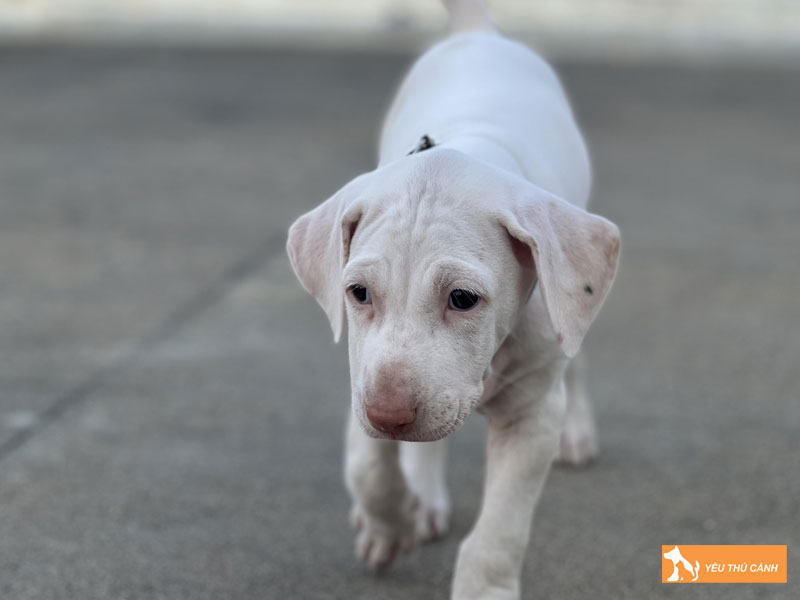 Nguon-goc-cua-cho-rajapalayam-thucanh