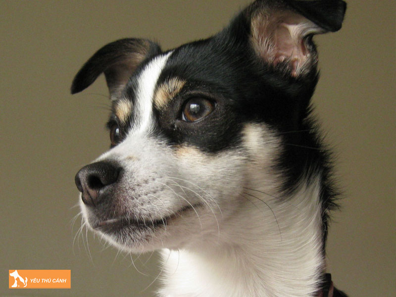 Nguon-goc-cua-cho-rat-terrier-1-thucanh
