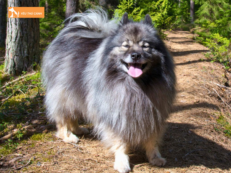 Nguon-goc-cua-giong-cho-keeshond-thucanh