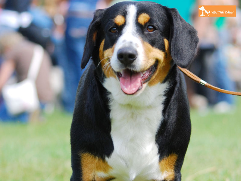 Tinh-cach-cua-cho-appenzeller-thucanh