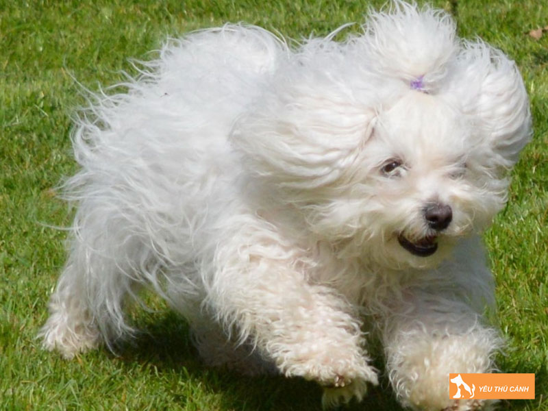 Cach-nuoi-cho-bolognese-dog-chi-tiet-1-thucanh