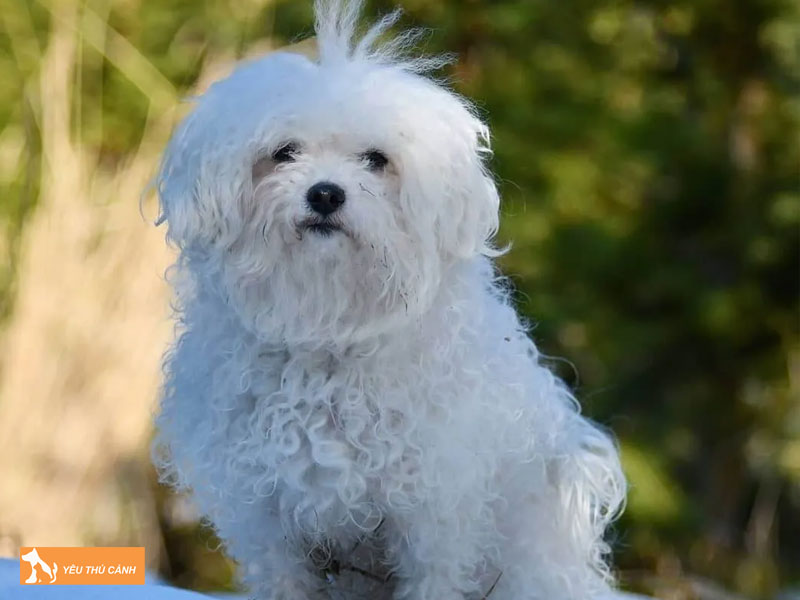 Cach-nuoi-cho-bolognese-dog-chi-tiet-thucanh