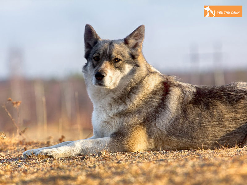 Cach-nuoi-cho-laika-chi-tiet-thucanh