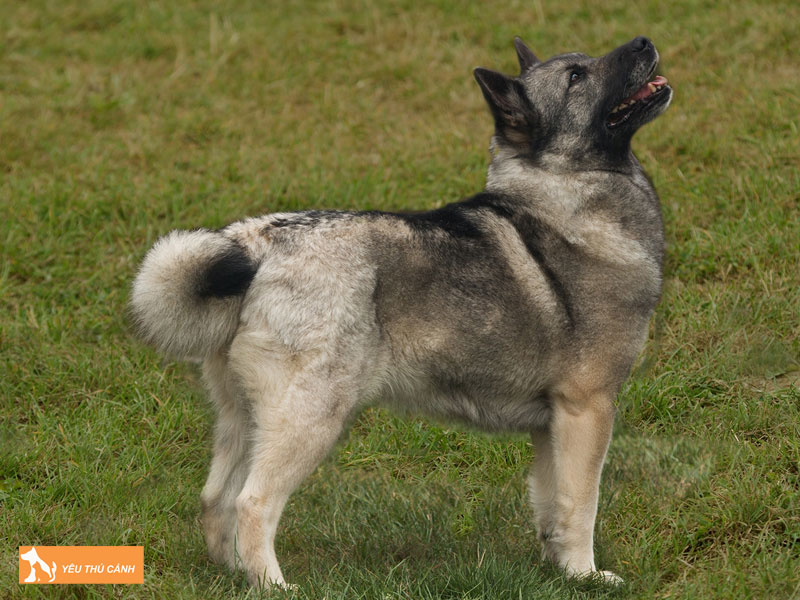Cach-nuoi-cho-norwegian-buhund-chi-tiet-thucanh