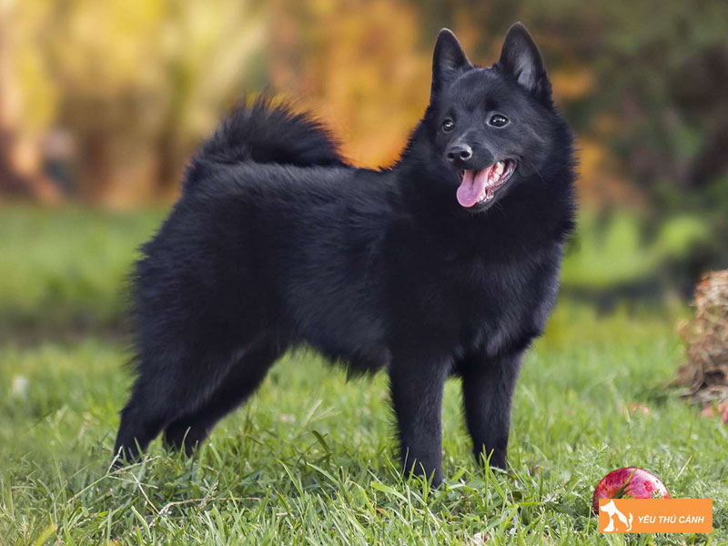Cach-nuoi-cho-schipperke-chi-tiet-1-thucanh