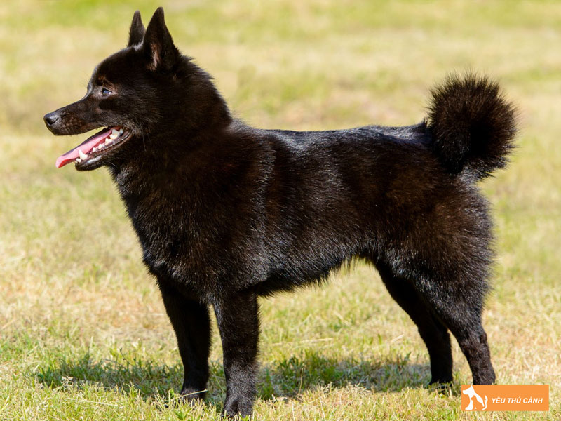 Cach-nuoi-cho-schipperke-chi-tiet-thucanh