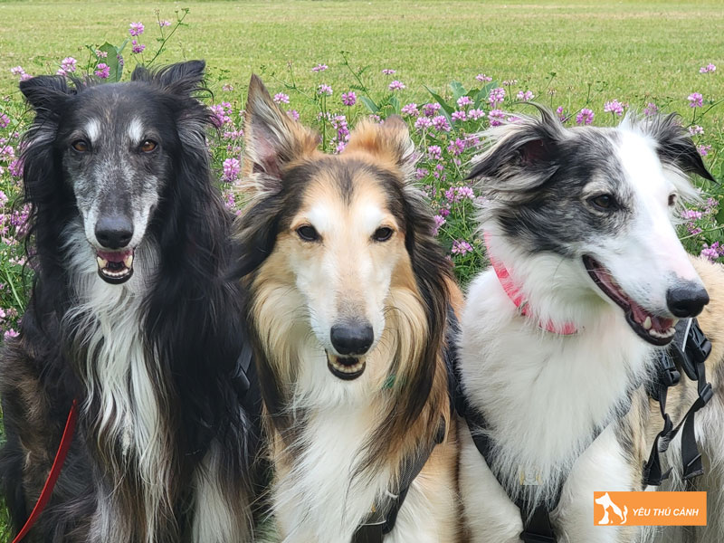 Cach-nuoi-cho-silken-windhound-chi-tiet-1-thucanh