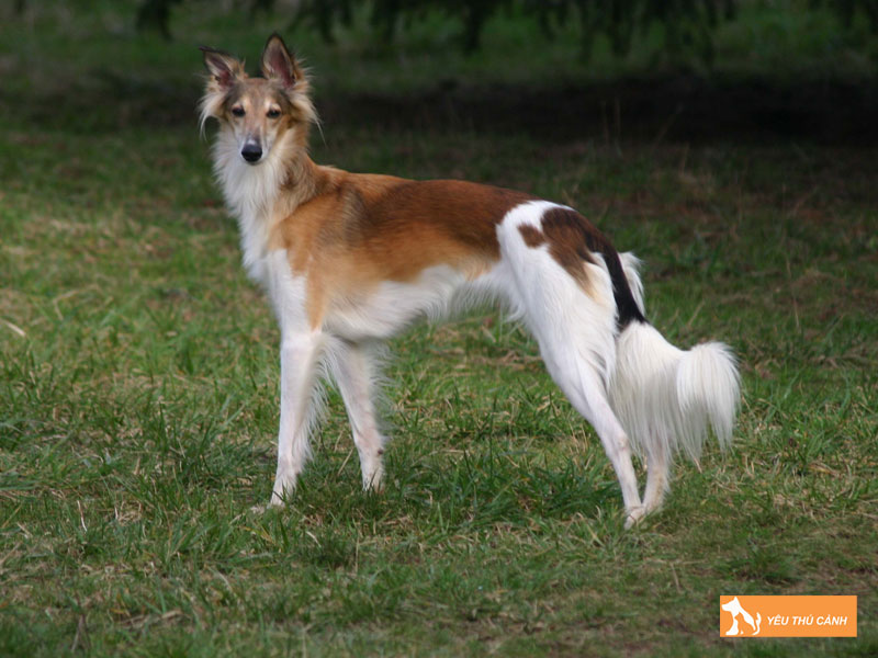 Cach-nuoi-cho-silken-windhound-chi-tiet-thucanh