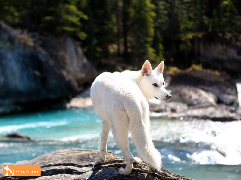 Cach-nuoi-cho-tamaskan-chi-tiet-2-thucanh