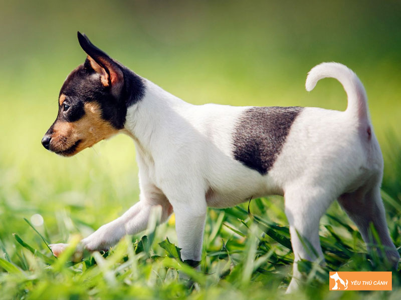 Cach-nuoi-cho-toy-fox-terrier-chi-tiet-1-thucanh