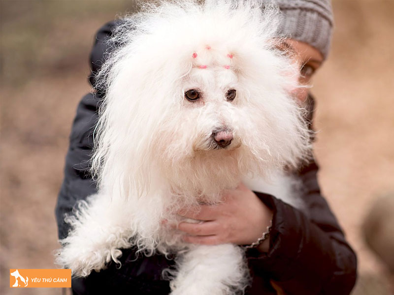 Dac-diem-cho-bolognese-dog-thucanh