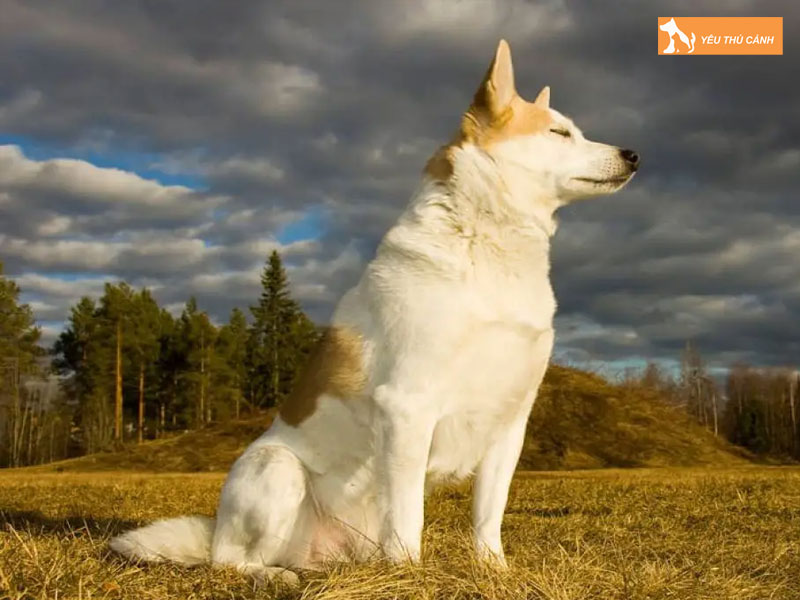 Dac-diem-cho-norrbottenspets-thucanh