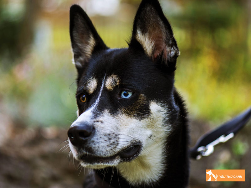 Dac-diem-cua-cho-lapponian-herder-thucanh